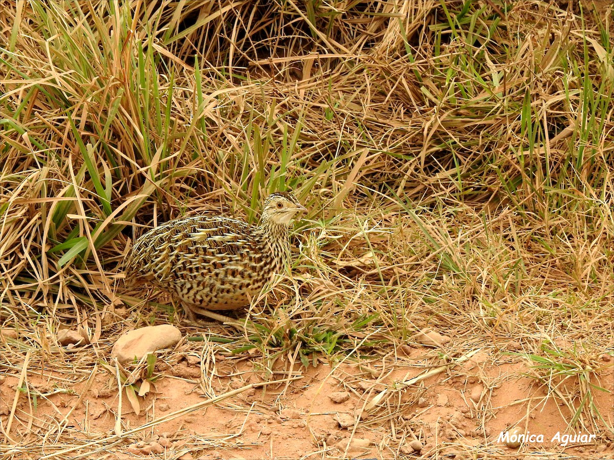 Spotted Nothura - Mónica Aguiar