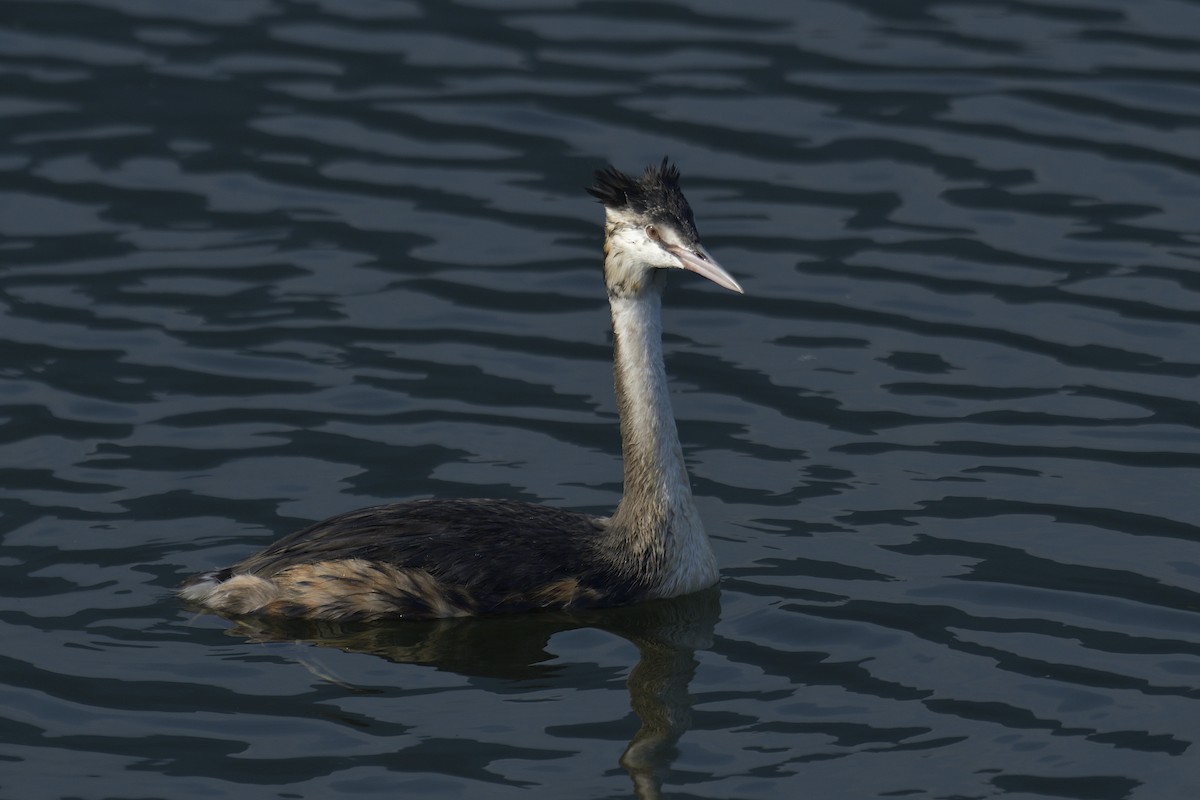 Great Crested Grebe - ML622125817