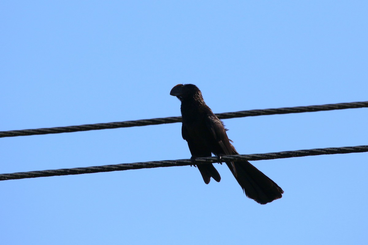 Smooth-billed Ani - ML622125818