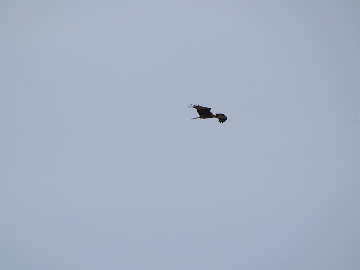 Black Kite - Vijay Jayamoorthy