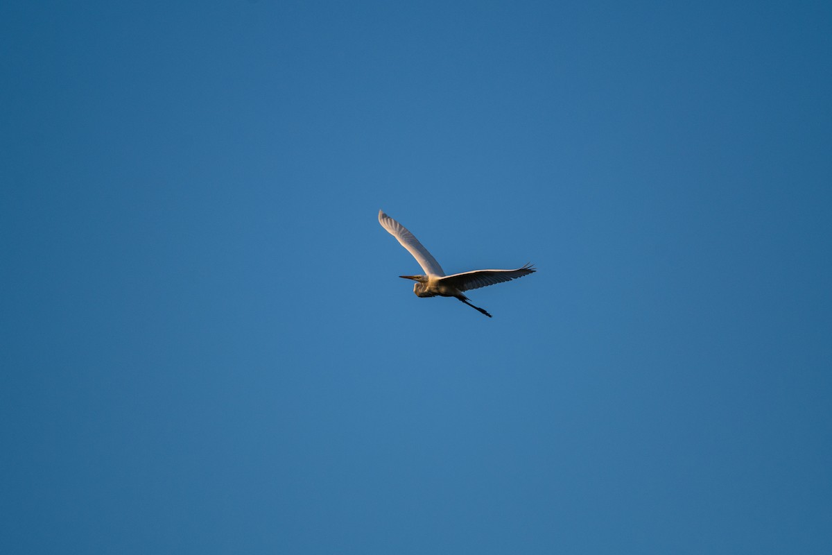 Great Egret - ML622125820