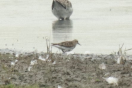 Temminck's Stint - ML622125823