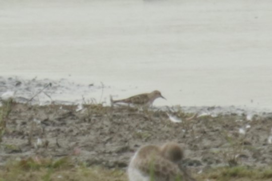 Temminck's Stint - ML622125824