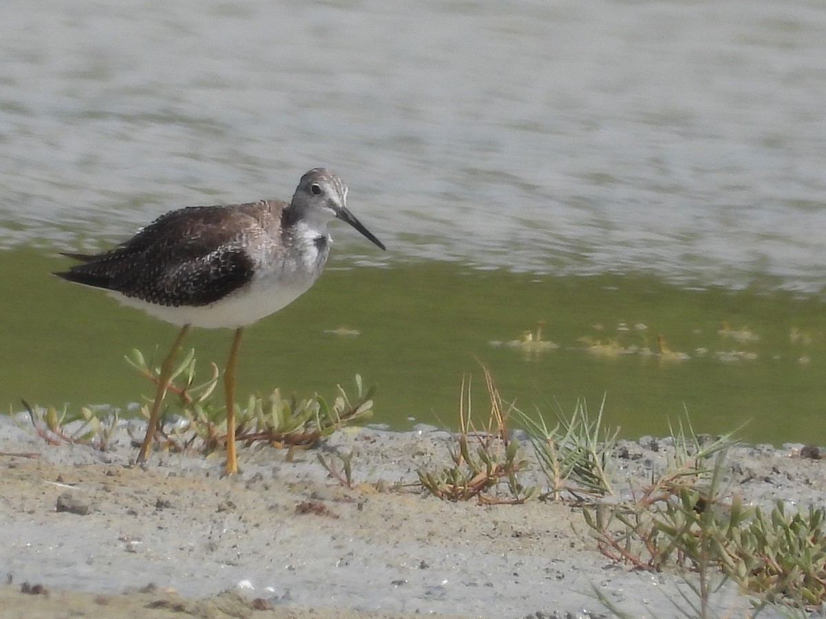 Greater Yellowlegs - ML622125825