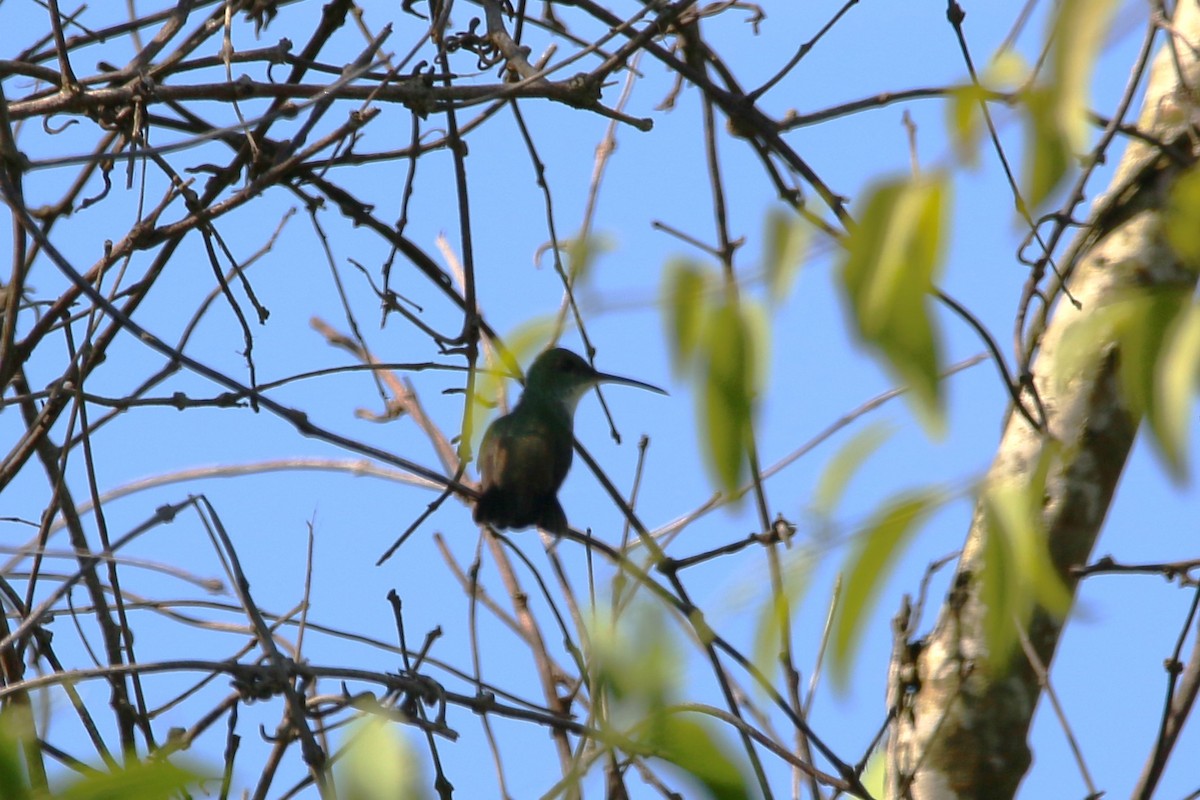 Plain-bellied Emerald - ML622125826