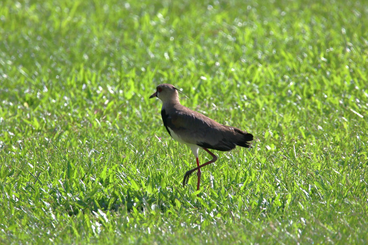 Southern Lapwing - ML622125827