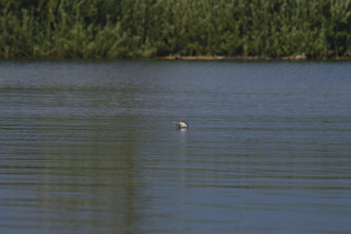 Great Crested Grebe - ML622125833