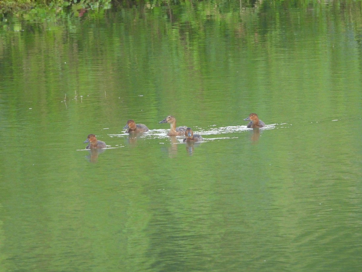 Common Pochard - ML622125834