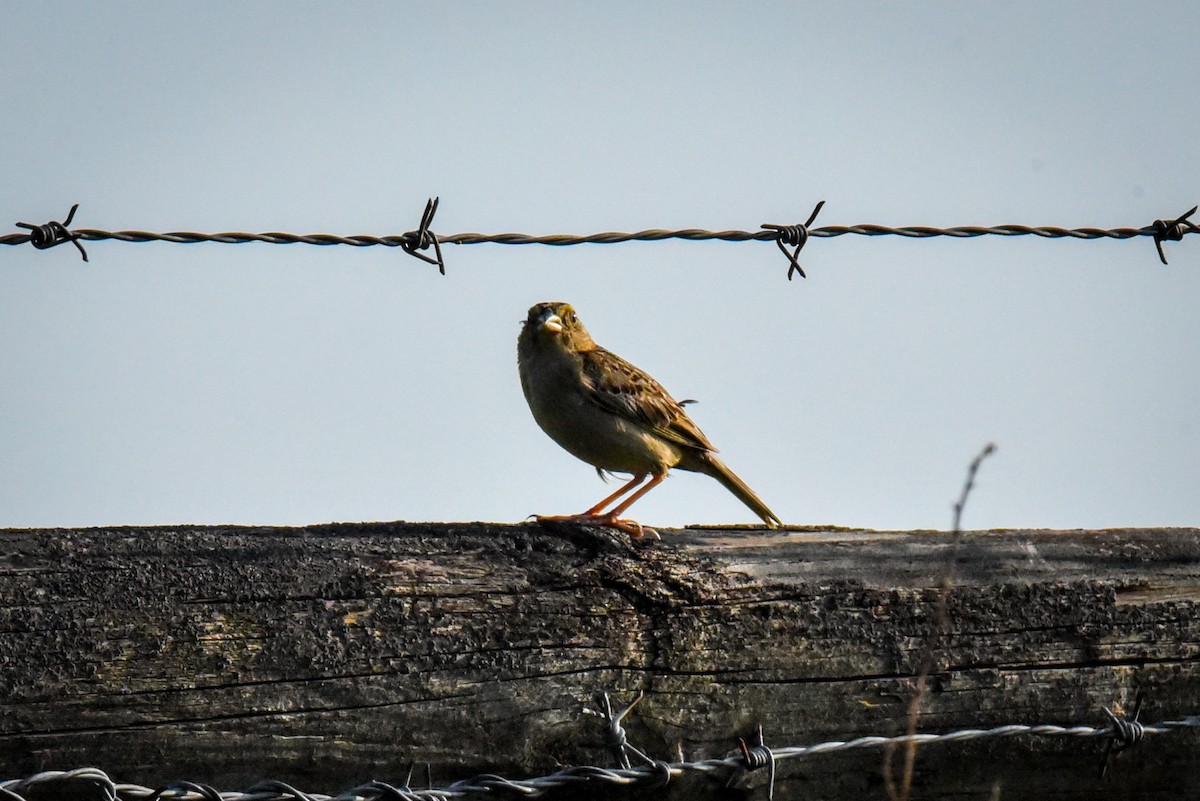 Grasshopper Sparrow - ML622125835