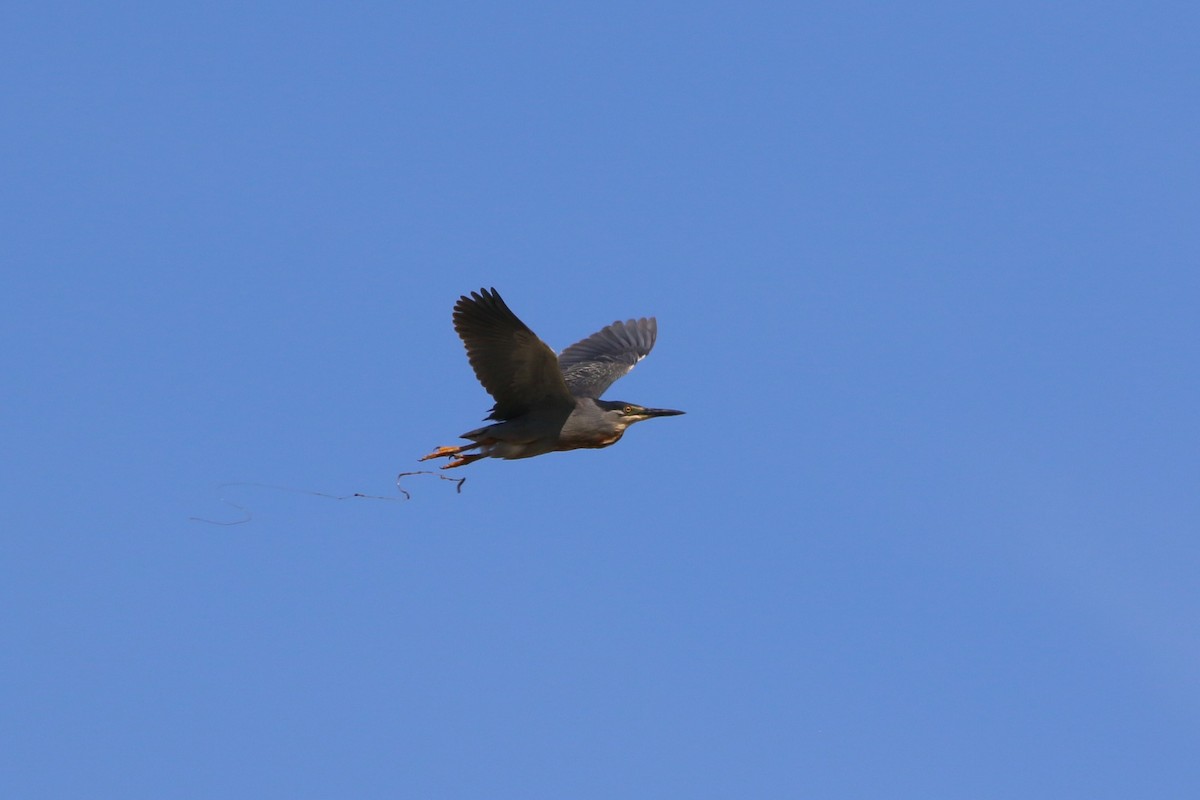 Striated Heron - ML622125837