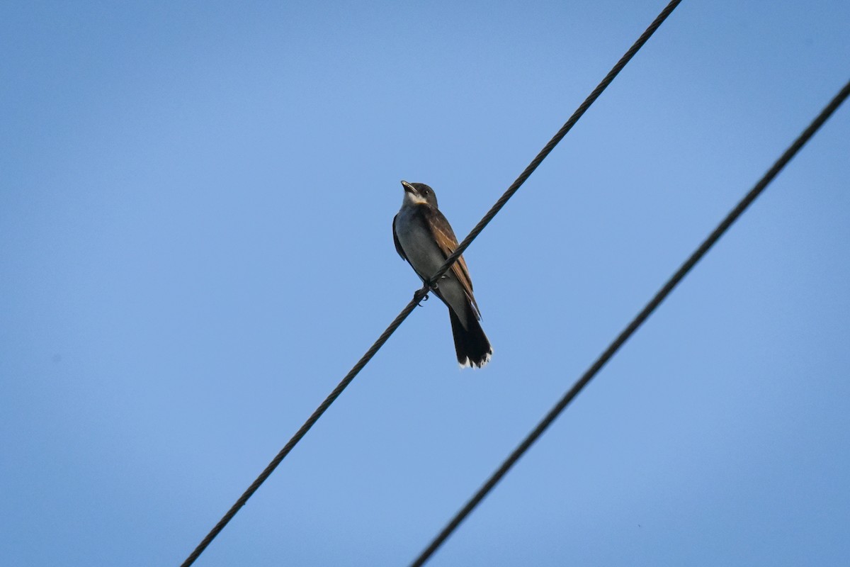 Eastern Kingbird - John Harty