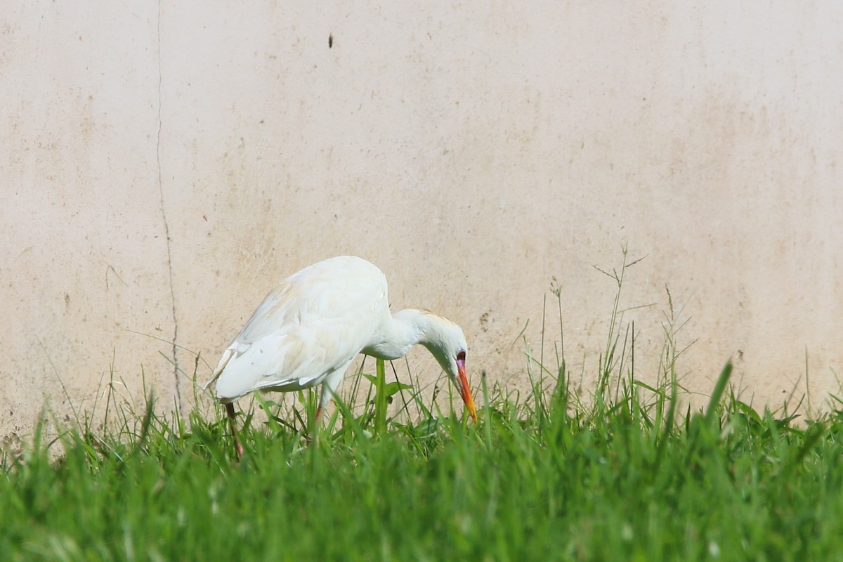 Western Cattle Egret - ML622125842