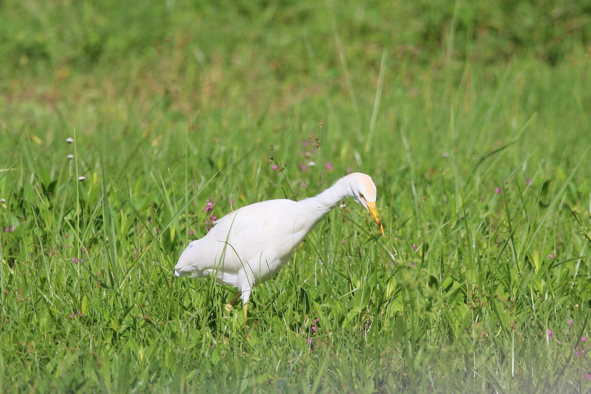 Western Cattle Egret - ML622125843