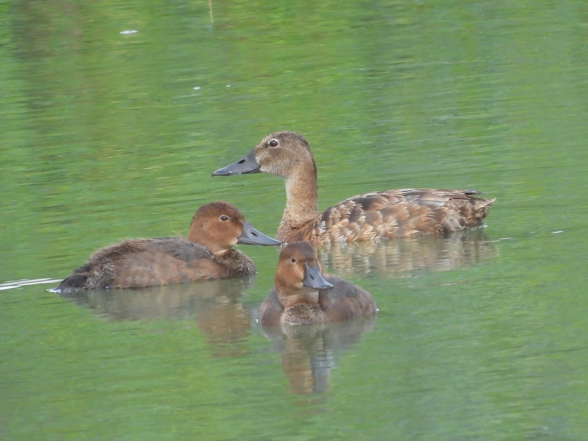 Common Pochard - Jürgen  Lehnert