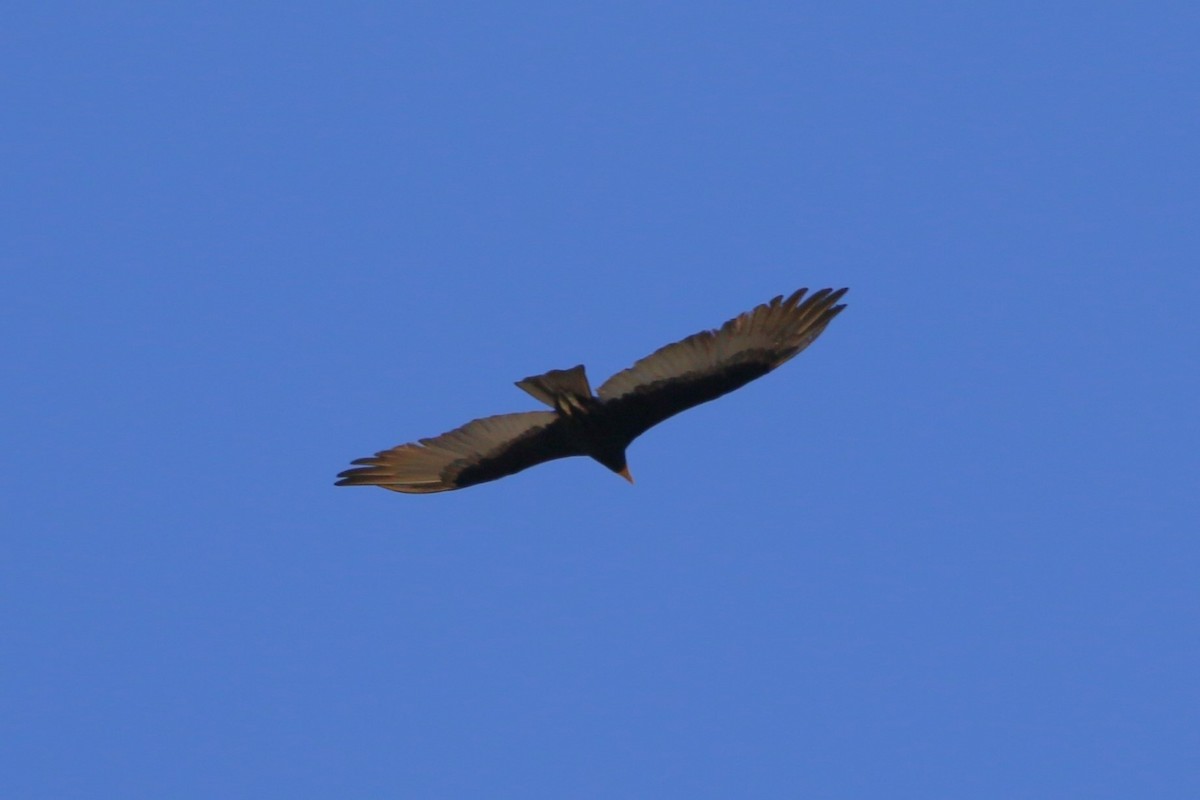 Lesser Yellow-headed Vulture - ML622125846