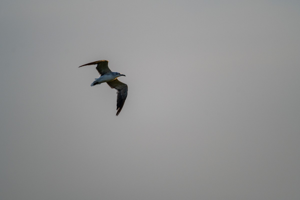 Laughing Gull - ML622125847