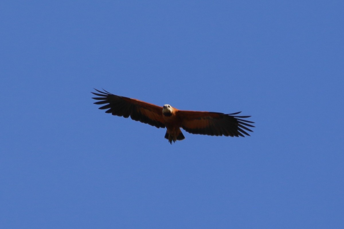 Black-collared Hawk - Kevin Lester