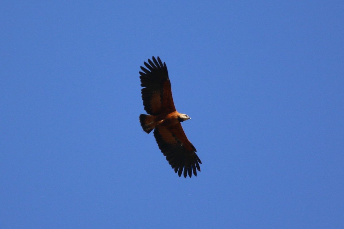 Black-collared Hawk - ML622125855