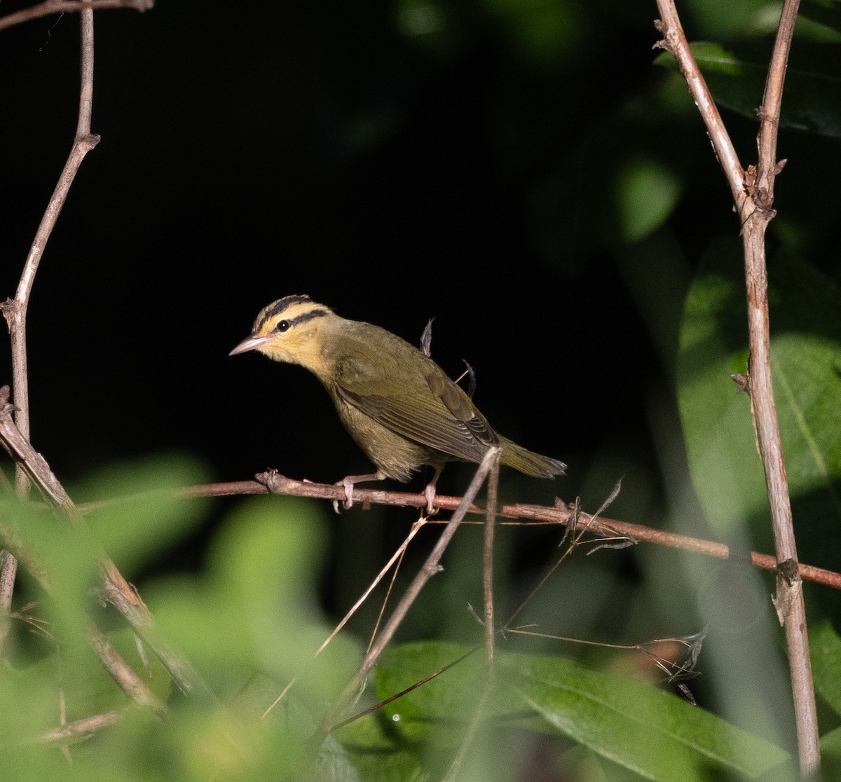 Worm-eating Warbler - ML622125859