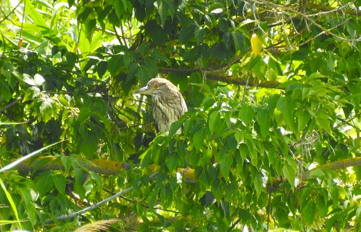 Black-crowned Night Heron - ML622125885