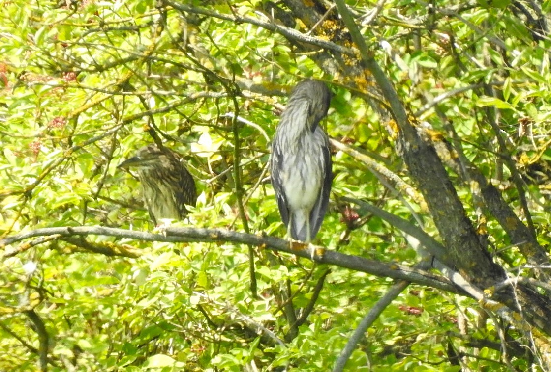 Black-crowned Night Heron - ML622125895