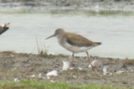 Common Redshank - Jan Roedolf