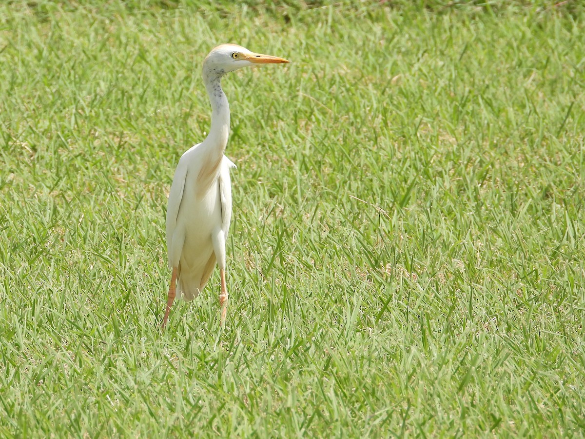 Western Cattle Egret - ML622125936