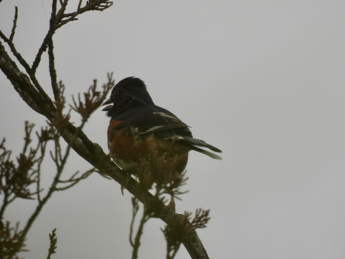 Eastern Towhee - ML622125953