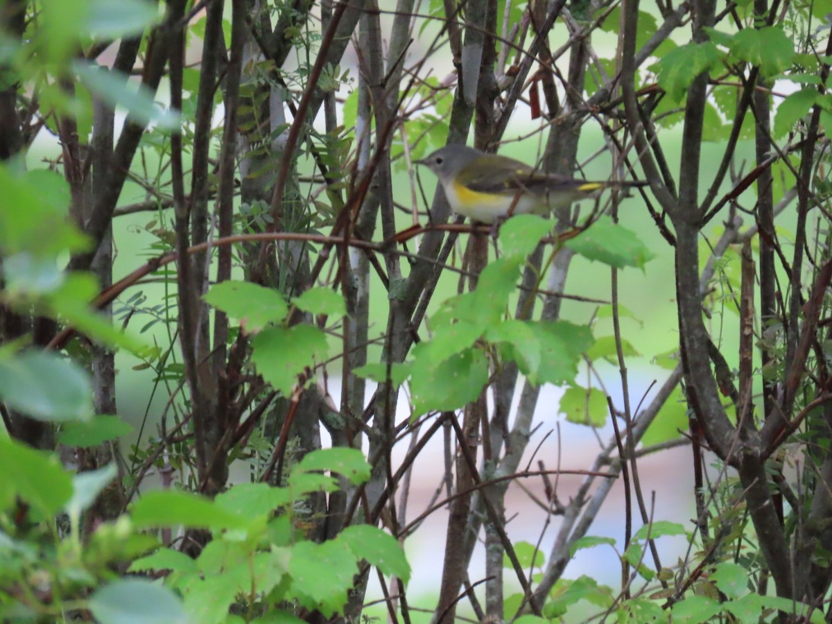 American Redstart - ML622125954