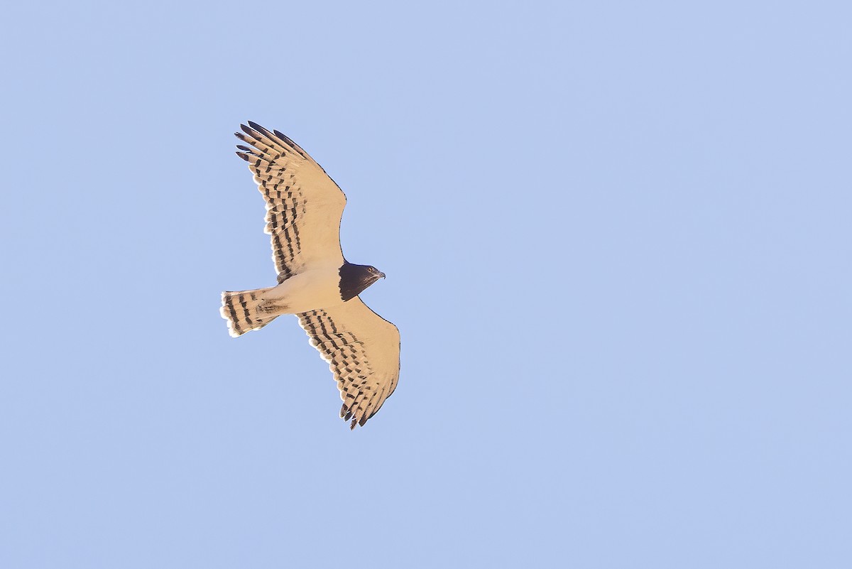 Black-chested Snake-Eagle - ML622125955