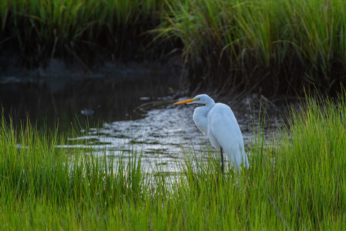 Great Egret - ML622125956