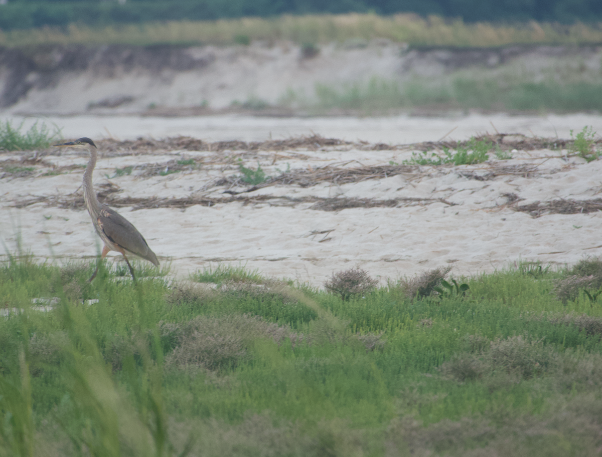 Great Blue Heron - ML622125957