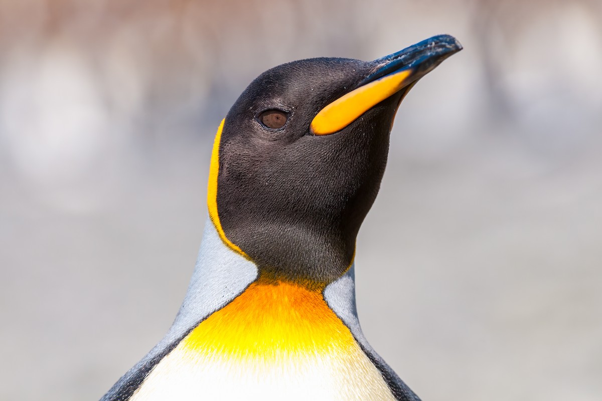 King Penguin - ML622125959