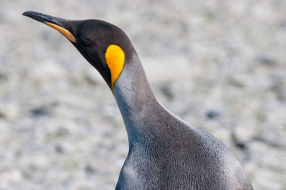 King Penguin - ML622125960