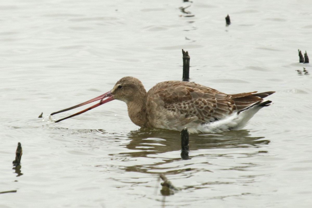 Black-tailed Godwit - Jan Roedolf