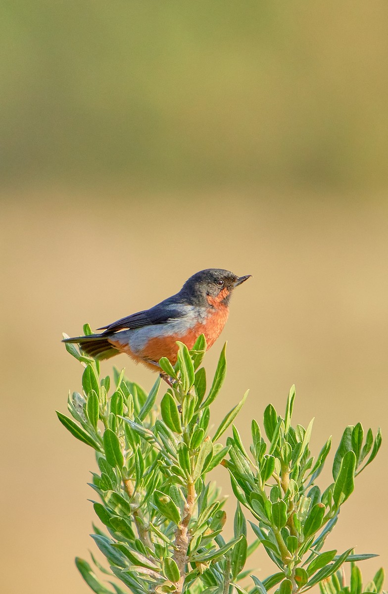 Black-throated Flowerpiercer - ML622125970