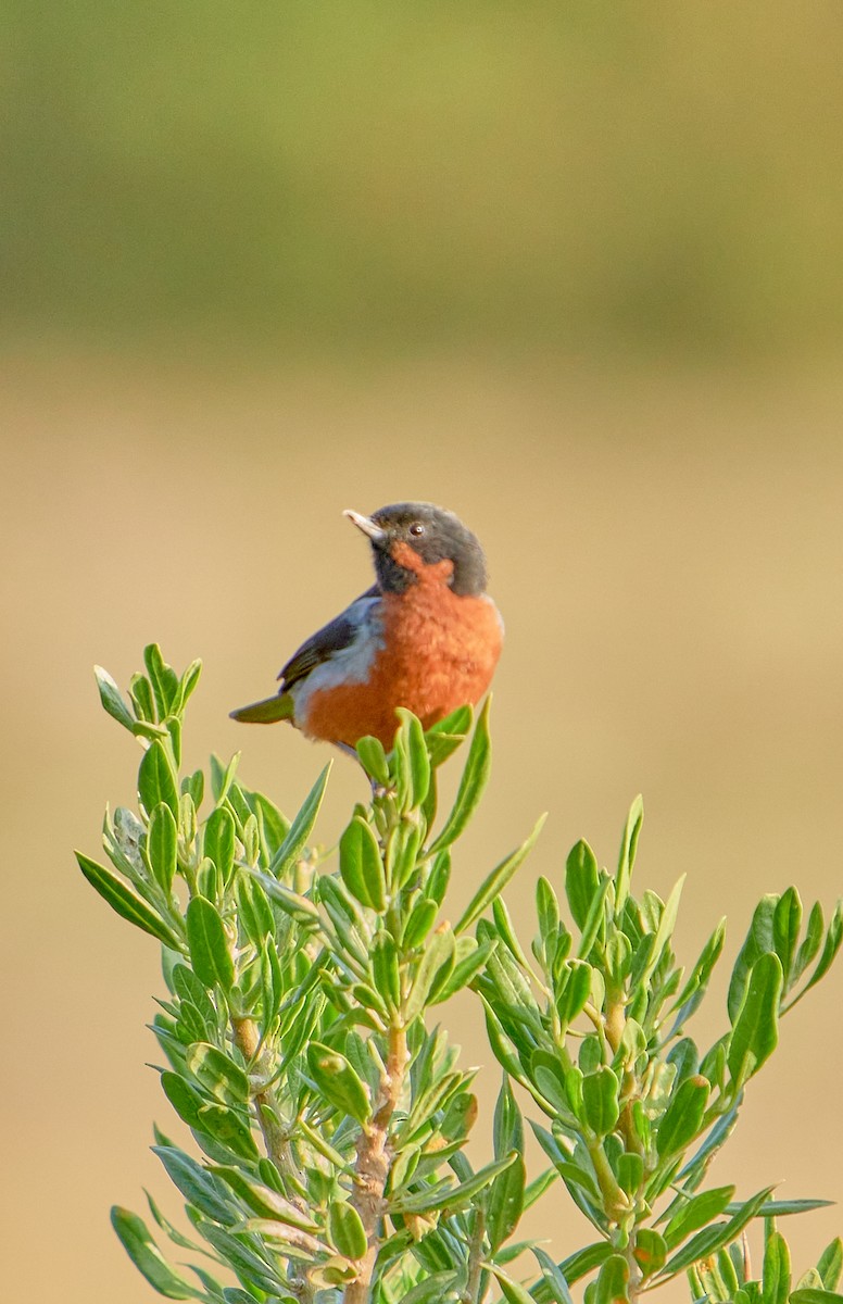 Black-throated Flowerpiercer - ML622125971