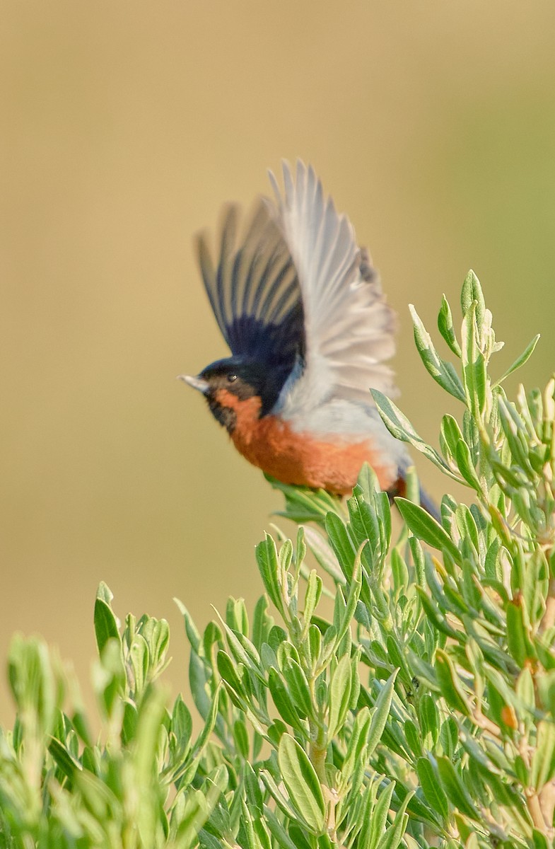 Black-throated Flowerpiercer - ML622125972