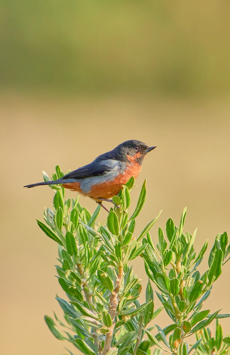 Black-throated Flowerpiercer - ML622125973