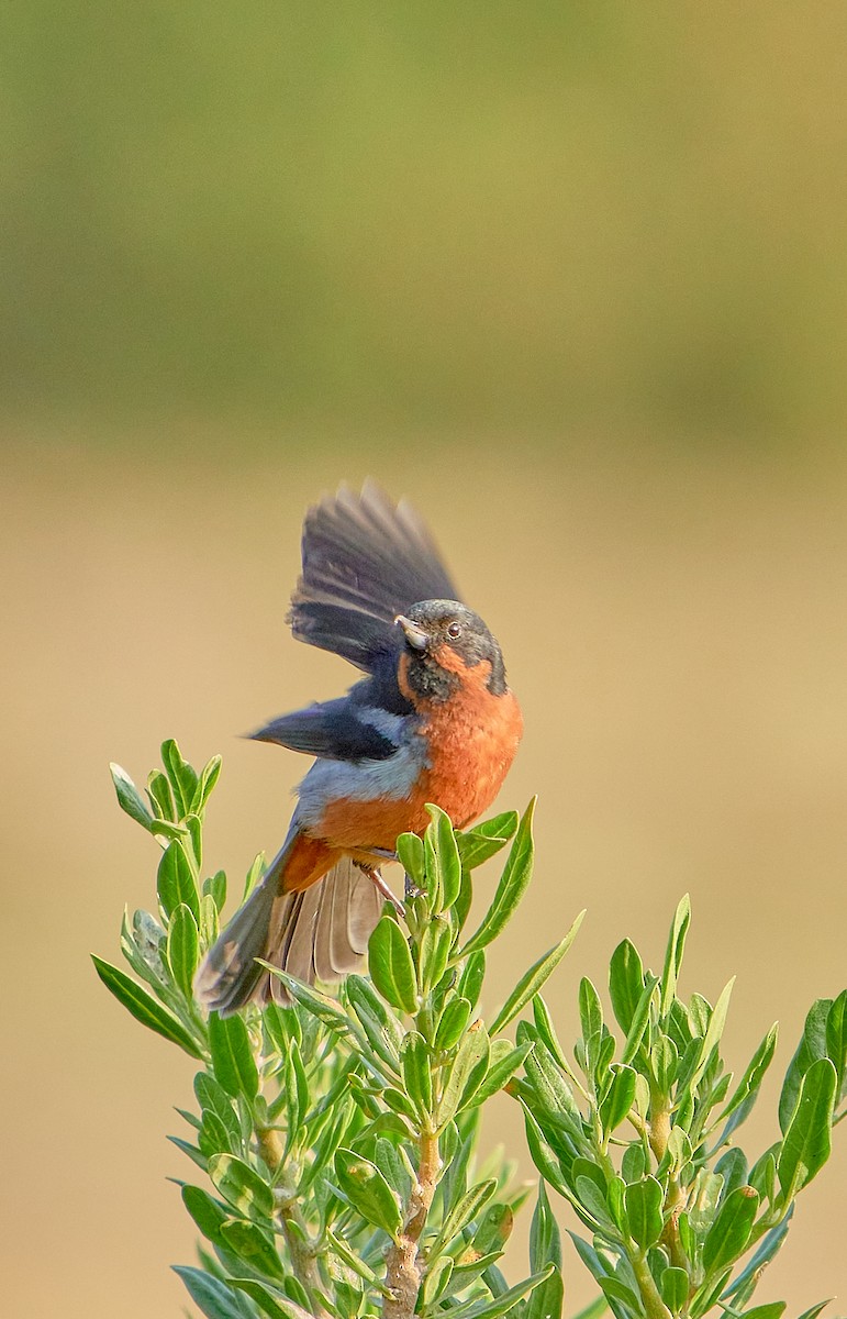 Black-throated Flowerpiercer - ML622125974