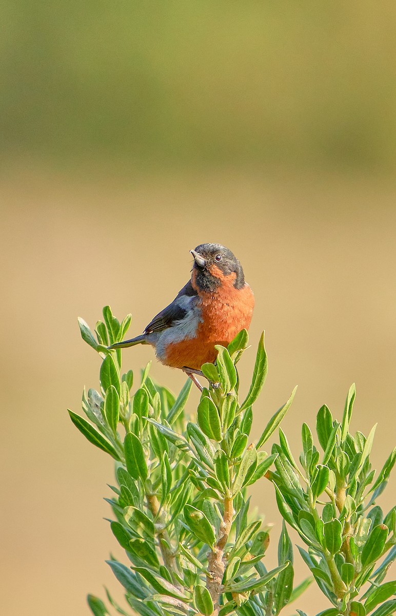 Black-throated Flowerpiercer - ML622125975