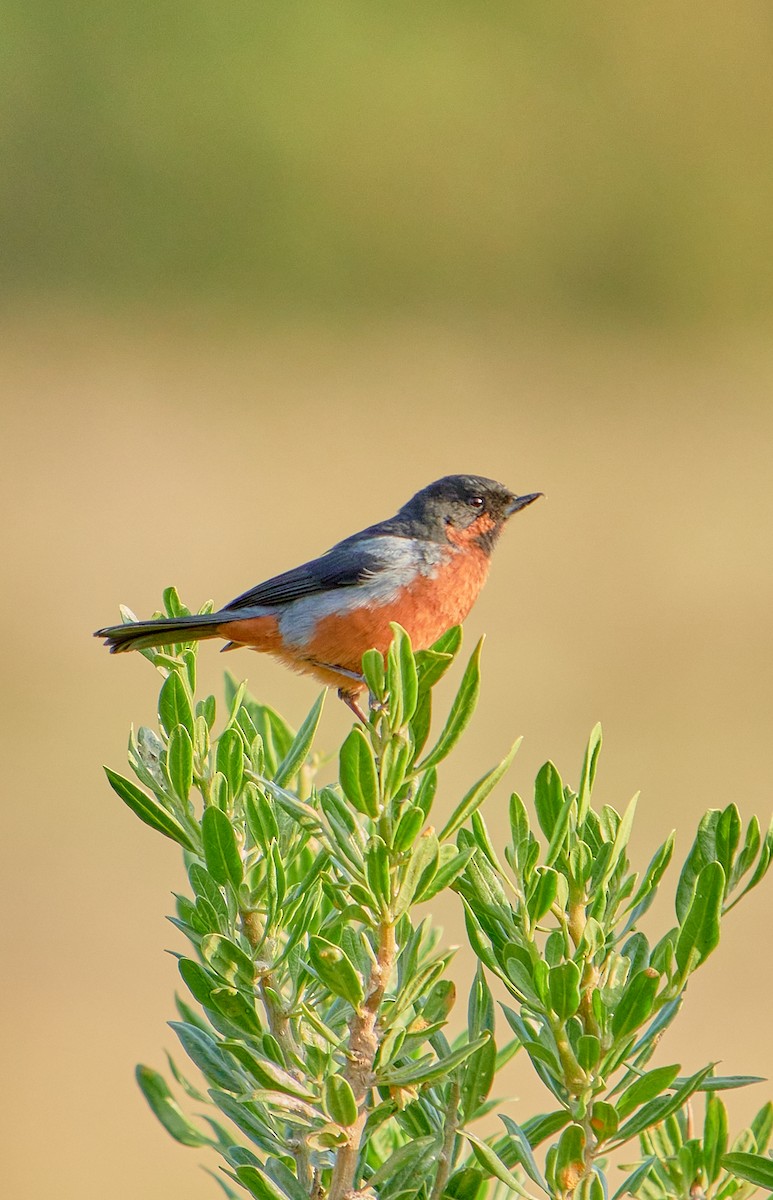 Black-throated Flowerpiercer - ML622125976