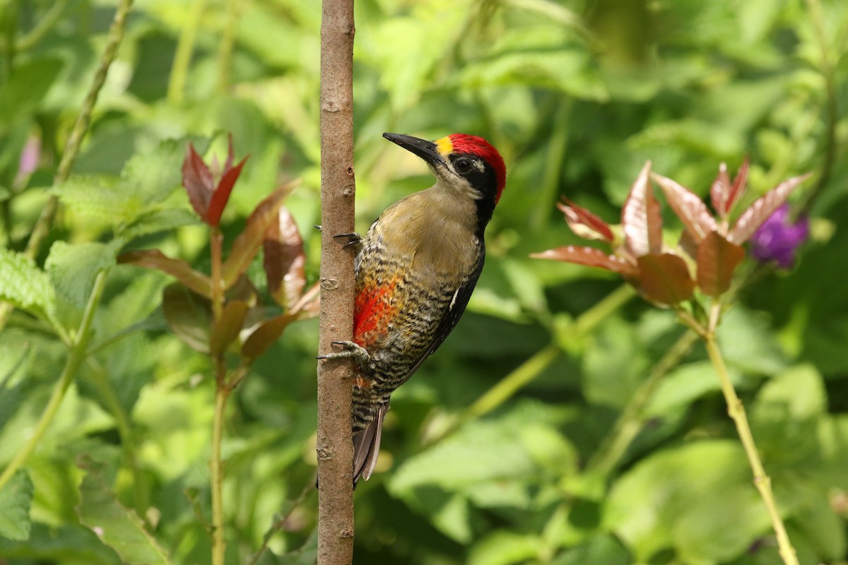 Black-cheeked Woodpecker - ML622125977