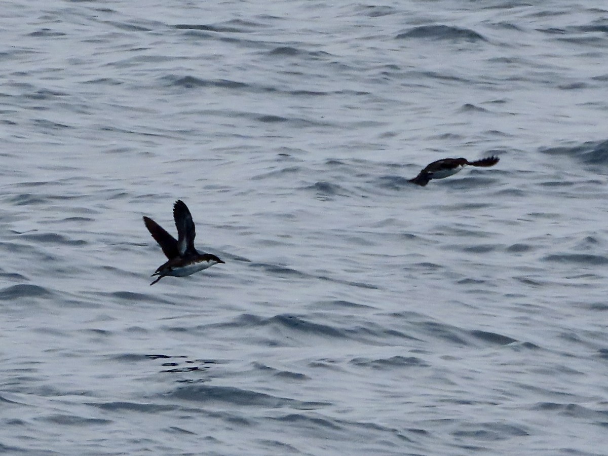 Craveri's Murrelet - ML622125978