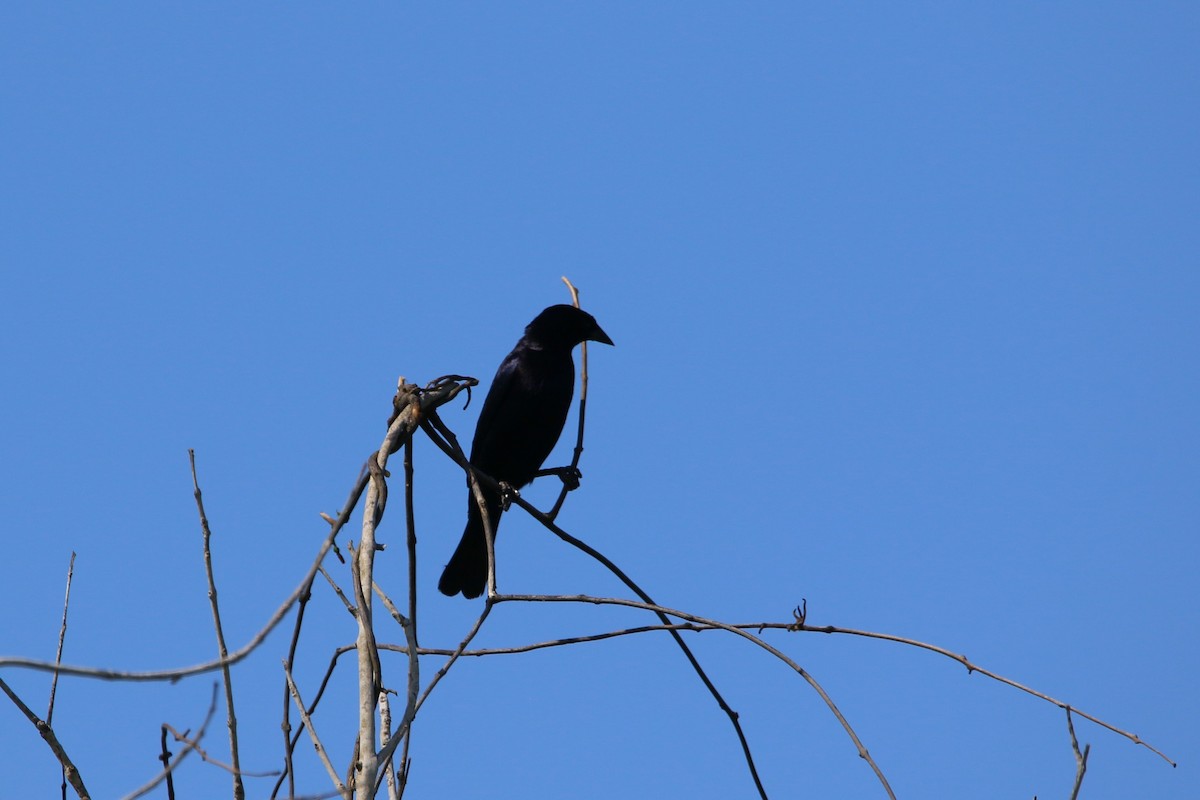 Shiny Cowbird - ML622125980