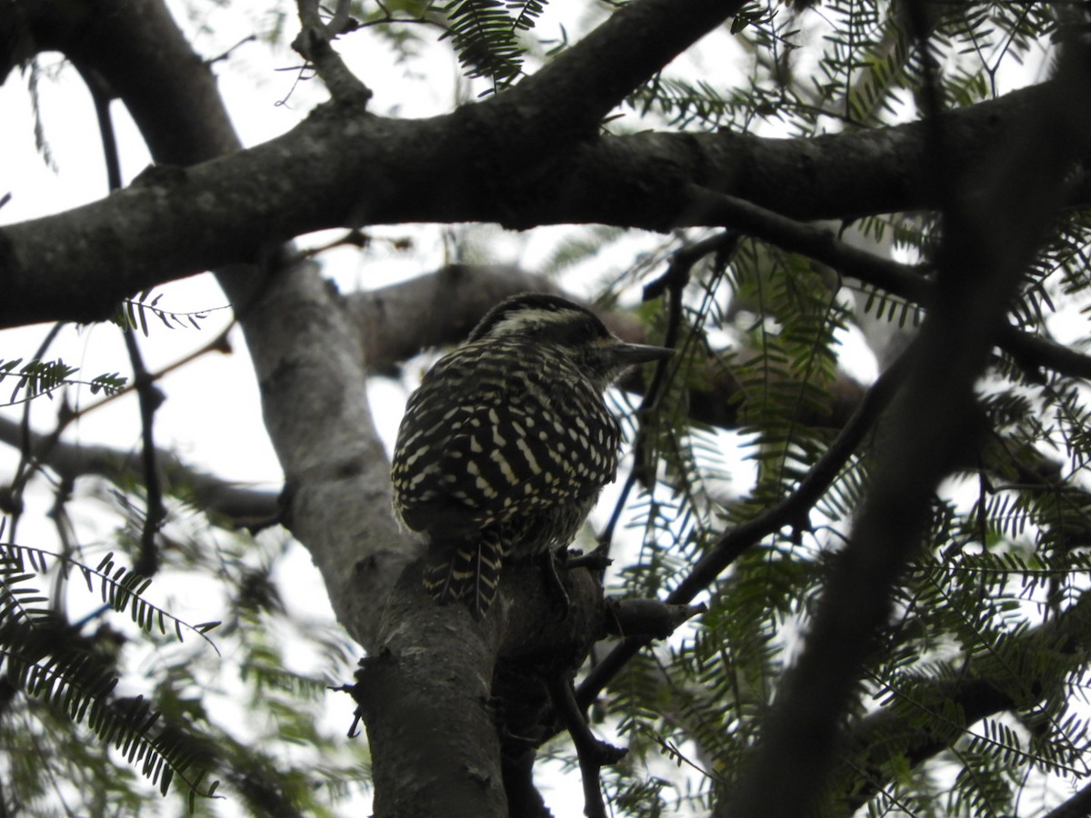 Checkered Woodpecker - ML622125981