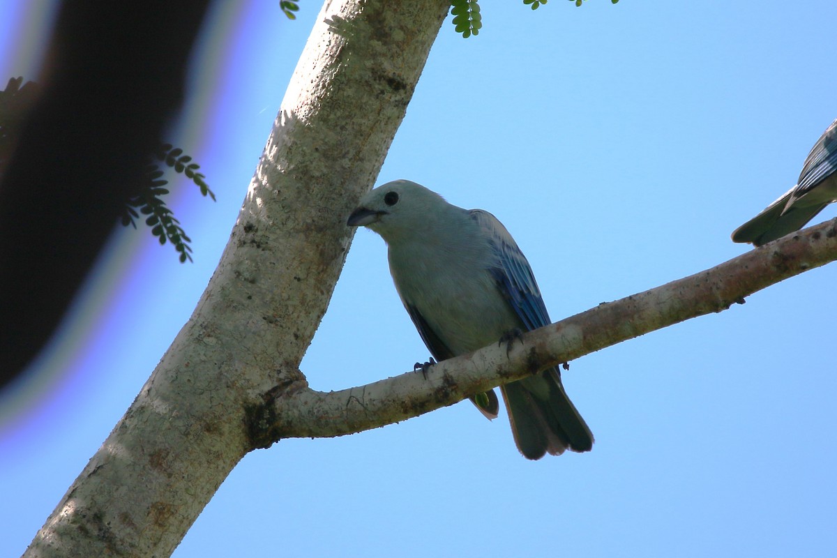 Blue-gray Tanager - ML622125982