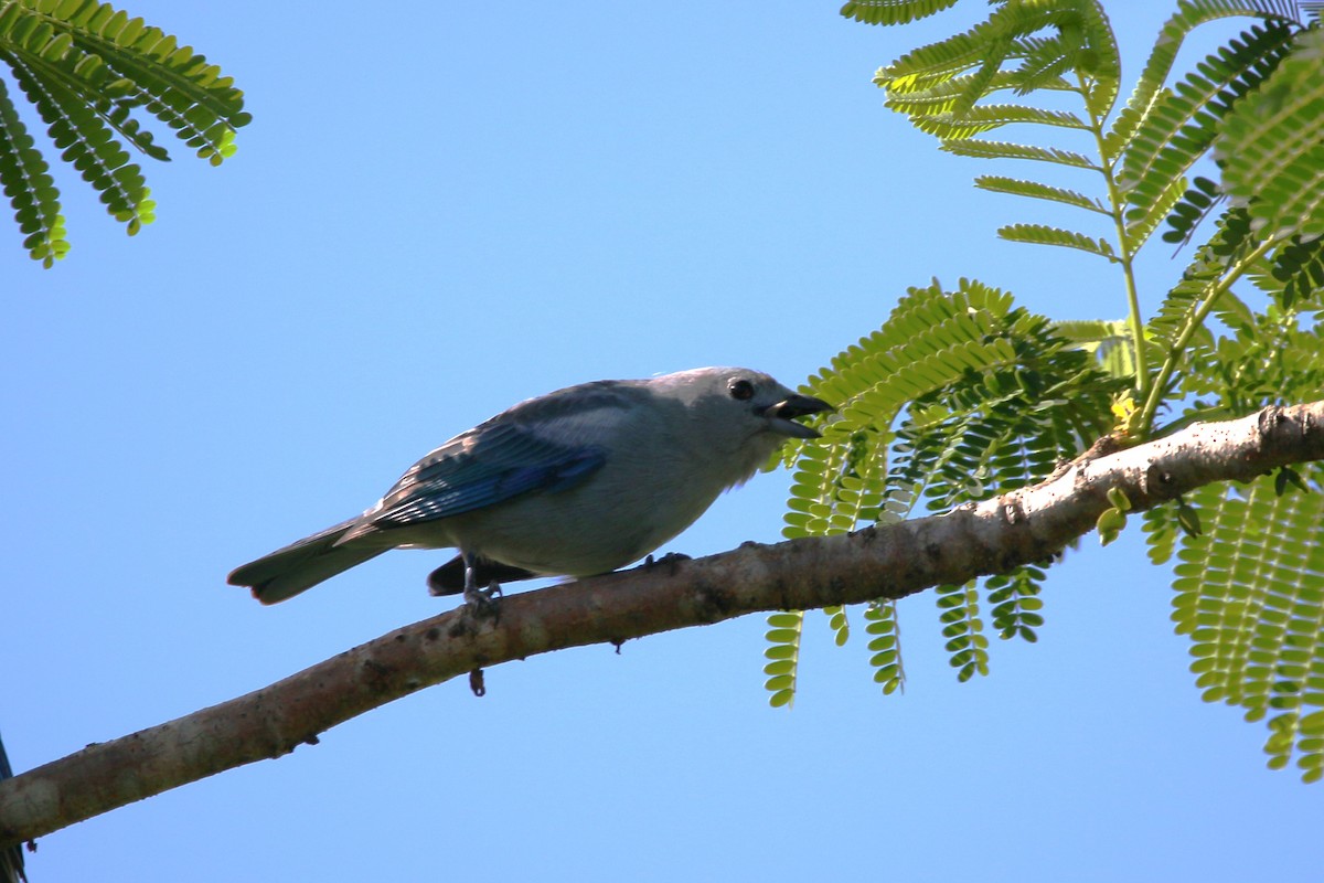Blue-gray Tanager - ML622125983