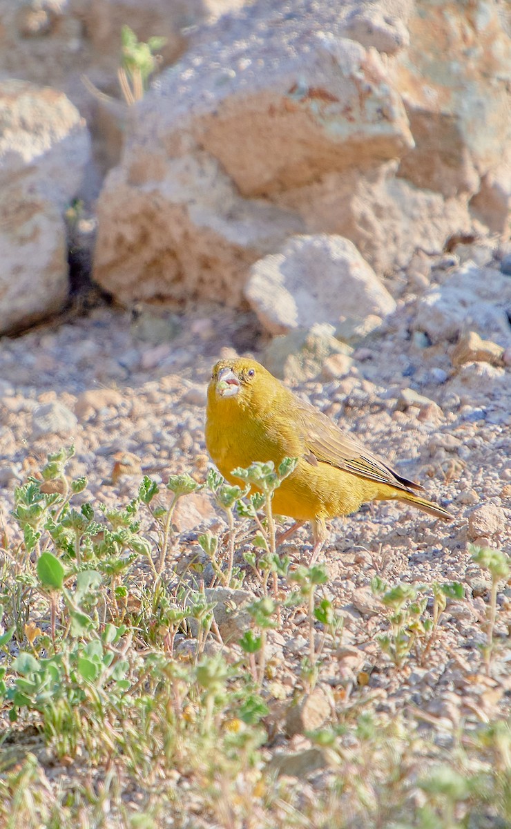 Greenish Yellow-Finch - ML622126057