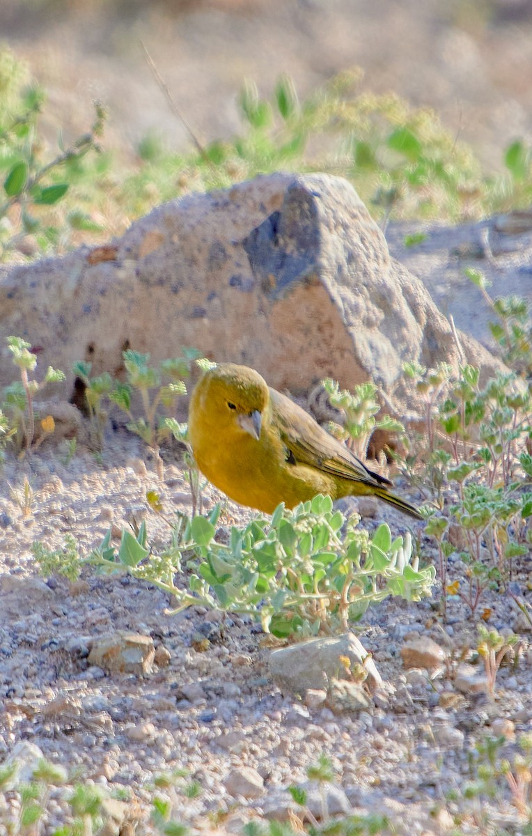 Greenish Yellow-Finch - ML622126058